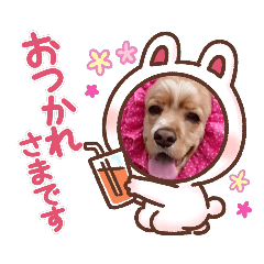 [LINEスタンプ] アメリカンコッカー☆