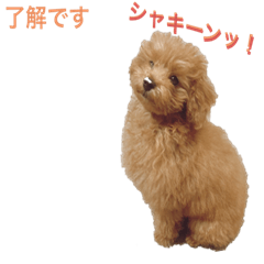 [LINEスタンプ] トイプーLALAさん