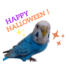 ことりさんの可愛い1日。～ハロウィン編〜