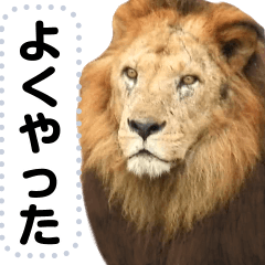 [LINEスタンプ] ライオンのメッセージ。ほほえみフレンズの画像（メイン）