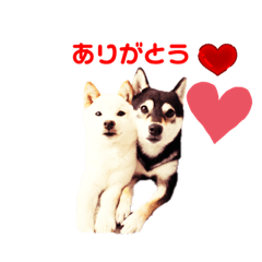 [LINEスタンプ] 豆柴姉妹ノア＆キコのスタンプ