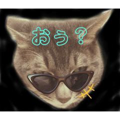 [LINEスタンプ] はるニャンコ