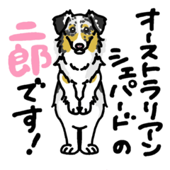 [LINEスタンプ] オーストラリアンシェパードの二郎スタンプ