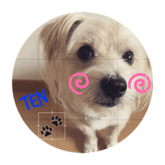 [LINEスタンプ] 愛犬テンくんのスタンプ5