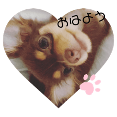 [LINEスタンプ] 毎日かわいいちわっくすちゃちゃ