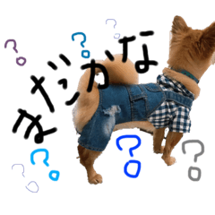 [LINEスタンプ] チワワだけど何か？笑