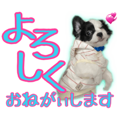 [LINEスタンプ] 黒イヌぶんちゃんの子供達です。