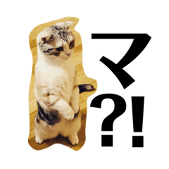 [LINEスタンプ] まんちかんのにゃっぴースタンプ