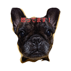 [LINEスタンプ] フレンチブルドッグの心