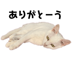 [LINEスタンプ] 白猫らいちゃんの日常スタンプ