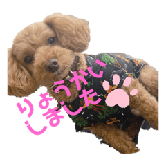 [LINEスタンプ] トイプードルのToiくん2