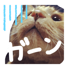 [LINEスタンプ] まーちゃんちのうーたん