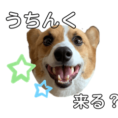 [LINEスタンプ] コーギーのいち 阿波弁