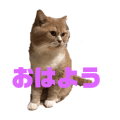 [LINEスタンプ] ウチのかわい子