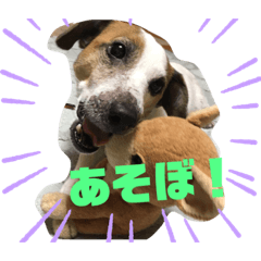 [LINEスタンプ] うちのシフォンくん