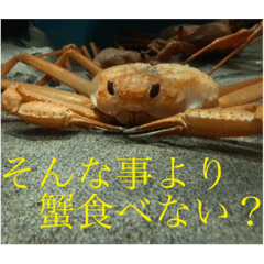 [LINEスタンプ] 蟹のスタンプ
