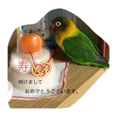 [LINEスタンプ] ボタンインコ セルの日々
