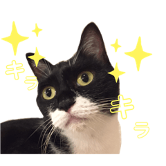 [LINEスタンプ] にゃんむ天皇＆たがう姫 ver2