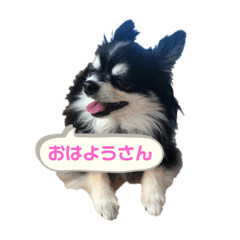 [LINEスタンプ] ちわわわー2