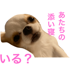 [LINEスタンプ] チワワのユキちゃん