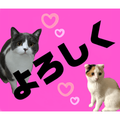 [LINEスタンプ] 使いやすい猫のスタンプです。