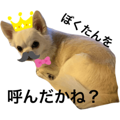 [LINEスタンプ] チワワのリンくん