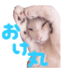 [LINEスタンプ] たまにこちゃん