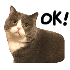 [LINEスタンプ] ハチワレボーイ ルイ
