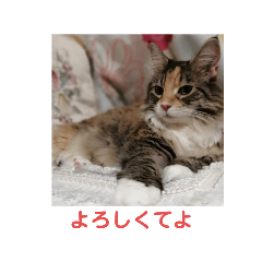 [LINEスタンプ] 我が家の猫 cats