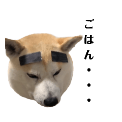 [LINEスタンプ] 柴犬 こたろう