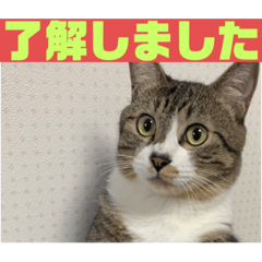 [LINEスタンプ] ライ君の挨拶