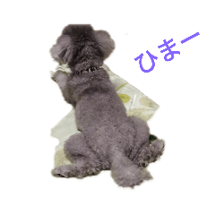 [LINEスタンプ] 僕のトイプードル