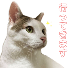 [LINEスタンプ] いえねこマロズ