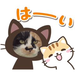 [LINEスタンプ] スクラップ屋の猫2