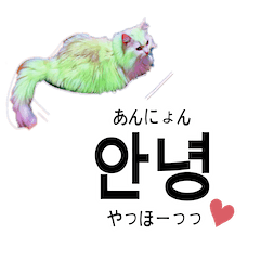 [LINEスタンプ] 韓国語と猫(ハングル＋日本語訳)