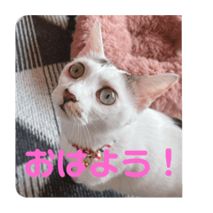 [LINEスタンプ] みい＆めい