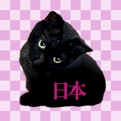 [LINEスタンプ] 黒猫シャノワールちゃんが丁寧語で話しますの画像（メイン）