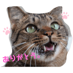 [LINEスタンプ] 猫のフェイス