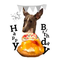 [LINEスタンプ] 愛犬ジルのスタンプ
