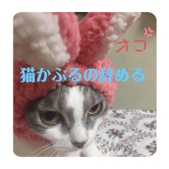 [LINEスタンプ] グレー白猫ルルの写真スタンプ