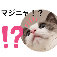 [LINEスタンプ] 新ラグドールスタンプ