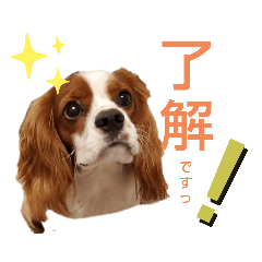 [LINEスタンプ] キャバリア♡りくの毎日使えるスタンプ②