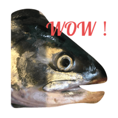[LINEスタンプ] 川魚と海の生き物2