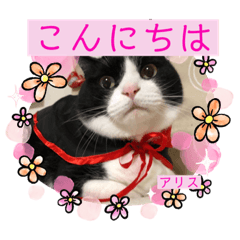[LINEスタンプ] アリスちゃんとなかまたち