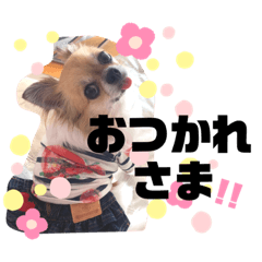 [LINEスタンプ] ˗ˋ  愛犬ここたん  ˎ˗
