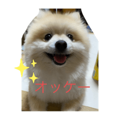 [LINEスタンプ] ポメラニアンのまーちゃん