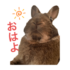 [LINEスタンプ] みけさんスタンプ