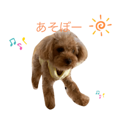 [LINEスタンプ] 老犬ベリー3