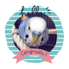 [LINEスタンプ] セキセイインコるり