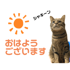 [LINEスタンプ] 猫のフェイス 2